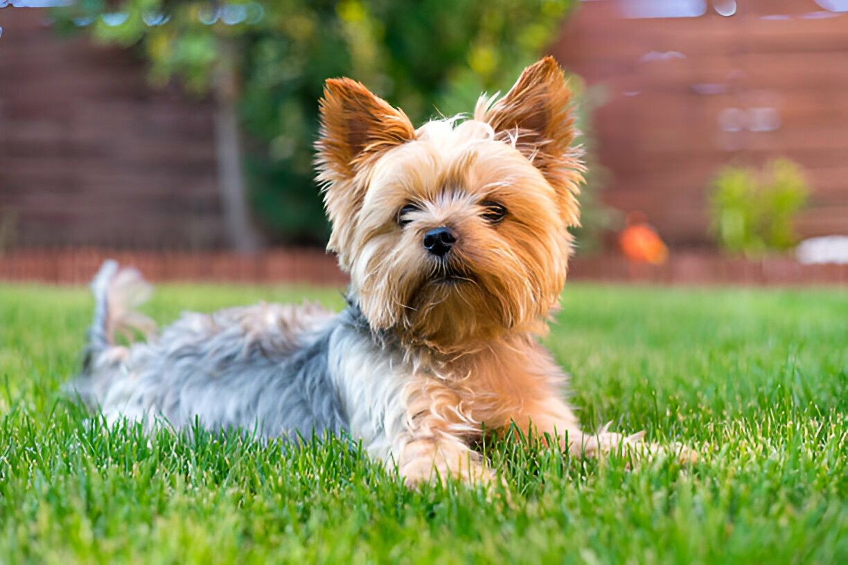 Yorkie Puppies for Sale Orangetown New York