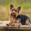 Yorkie Puppies for Sale Jersey City New Jersey