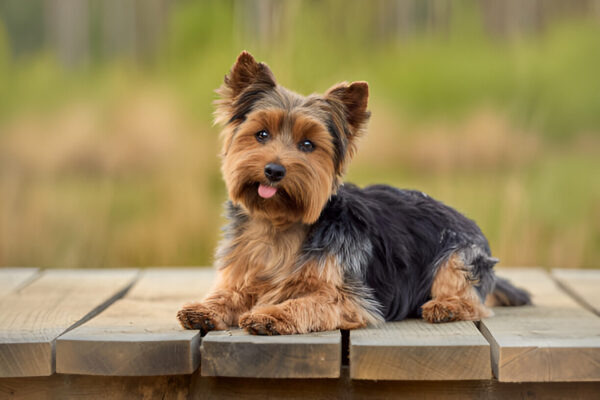 Yorkie Puppies for Sale Jersey City New Jersey