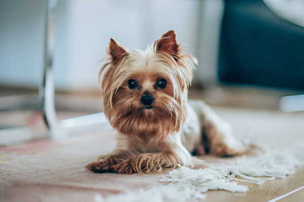 Yorkie Puppies for Sale Albany New York