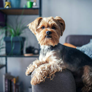 Yorkie Puppies for Sale Buffalo New York