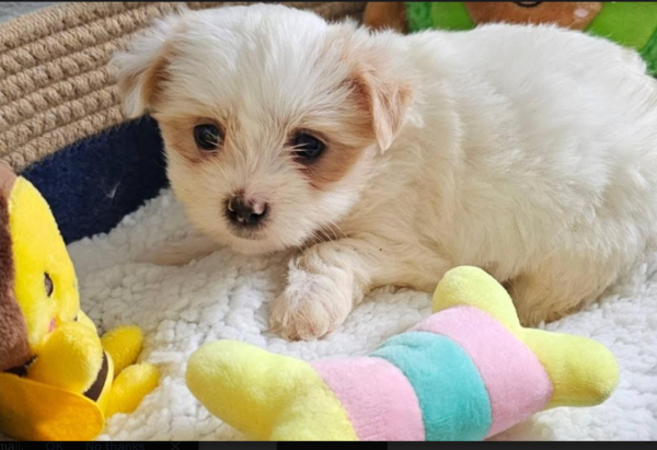 Yorkie Puppies for Sale San Antonio Texas