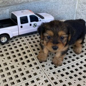 Yorkie Puppies for Sale Laredo Texas