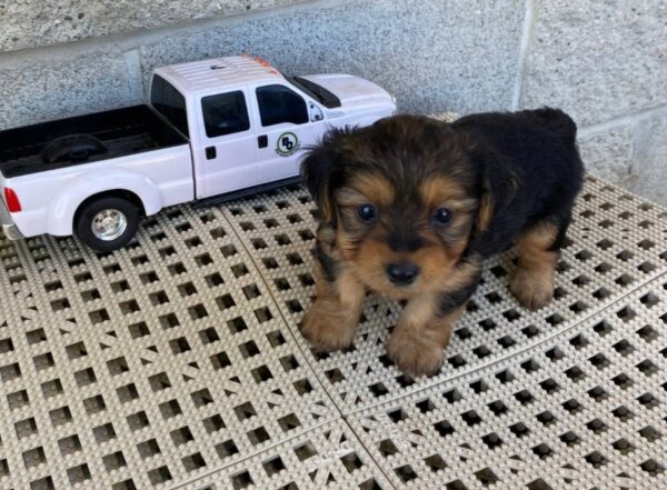 Yorkie Puppies for Sale Laredo Texas