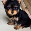 Yorkie Puppies for Sale Paterson New Jersey