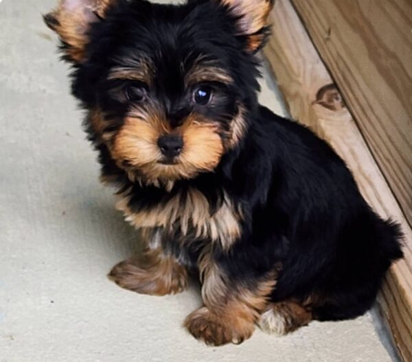 Yorkie Puppies for Sale Paterson New Jersey