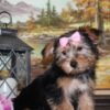 Yorkie Puppies for Sale Austin Texas