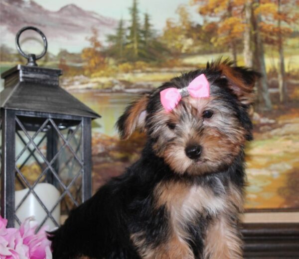 Yorkie Puppies for Sale Austin Texas