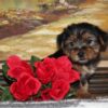 Yorkie Puppies for Sale Houston Texas