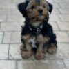 Yorkie Puppies for Sale Lakewood New Jersey