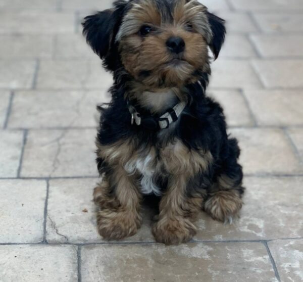 Yorkie Puppies for Sale Lakewood New Jersey