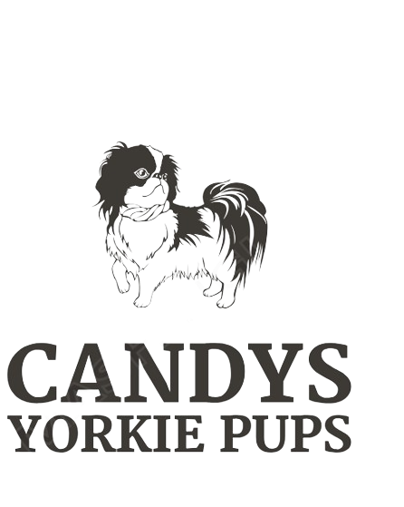 Candys Yorkie Puppies