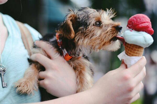 Yorkie Puppies for Sale Dallas Texas