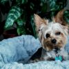 Yorkie Puppies for Sale Fort Worth Texas