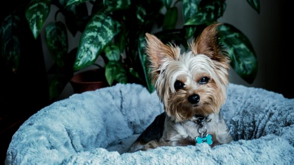 Yorkie Puppies for Sale Fort Worth Texas