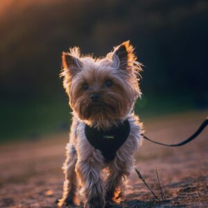 Yorkie Puppies for Sale Riverhead New York