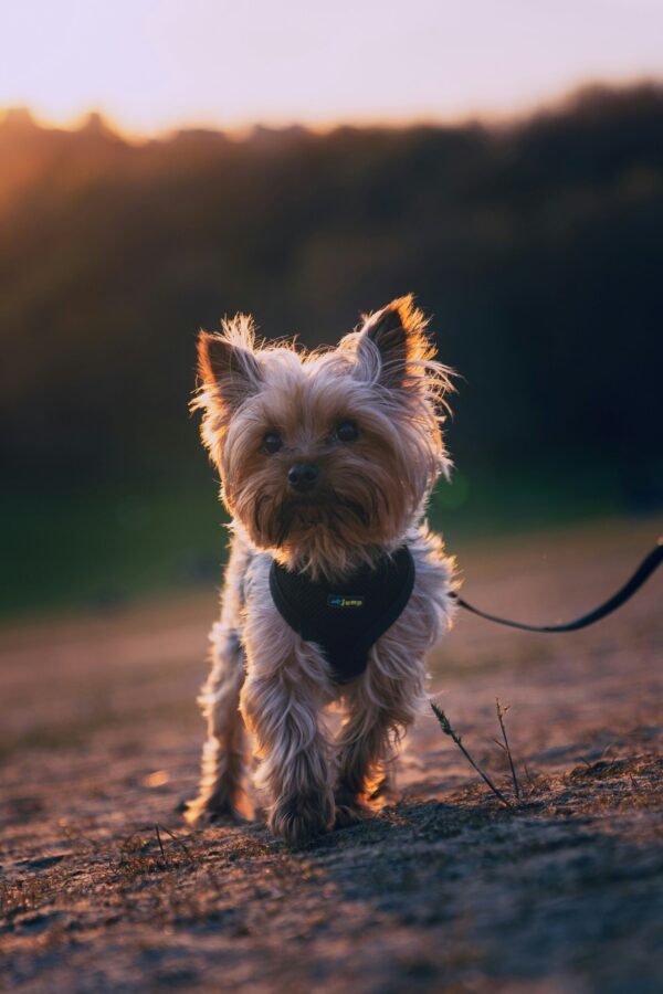 Yorkie Puppies for Sale Riverhead New York