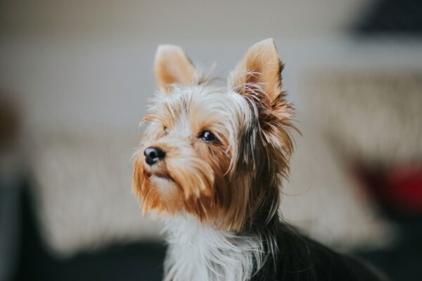 Yorkie Puppies for Sale Yonkers New York