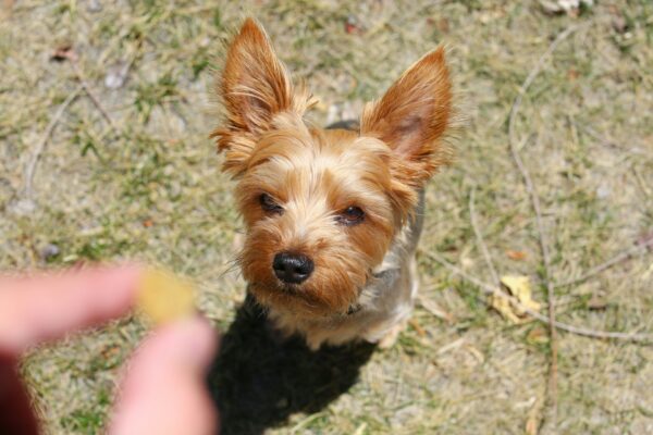 Yorkie Puppies for Sale Arlington Texas