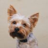 Yorkie Puppies for Sale Rochester New York