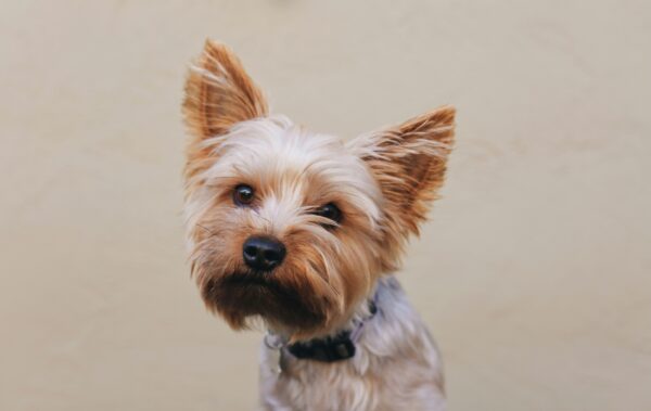 Yorkie Puppies for Sale Rochester New York