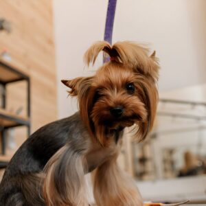 Yorkie Puppies for Sale Islip New York