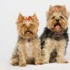 Yorkie Puppies for Sale Plano Texas