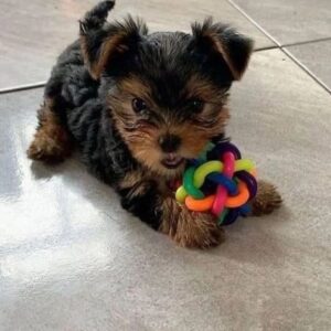 Yorkie Puppies for Sale Concord North Carolina