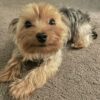 Yorkie Puppies for Sale Bayonne New Jersey