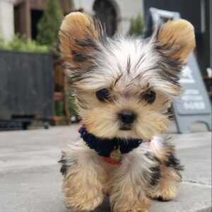 Yorkie Puppies for Sale Asheville North Carolina