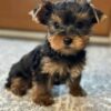 Yorkie Puppies for Sale Miami Florida