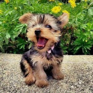 Yorkie Puppies for Sale Fremont California