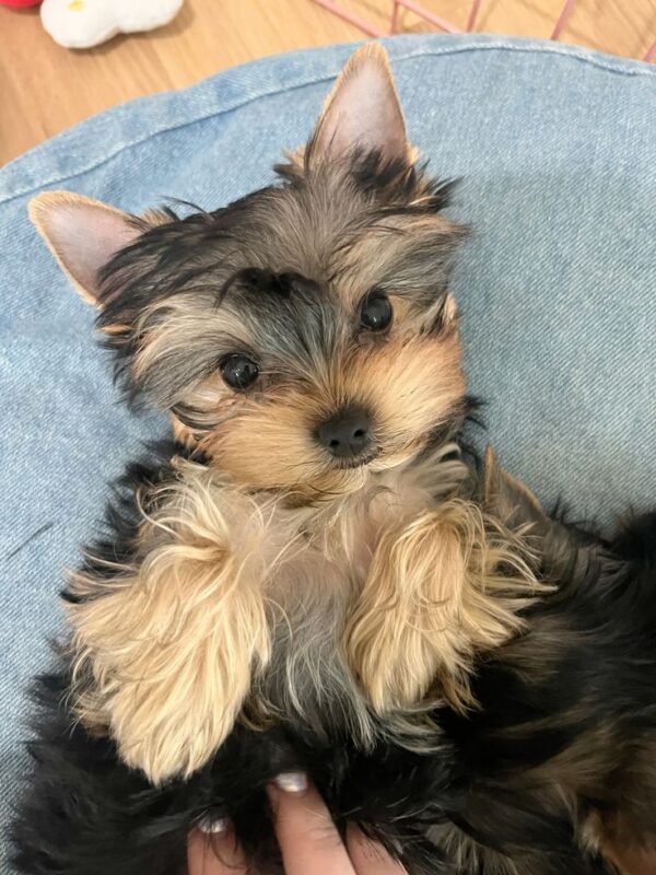 Yorkie Puppies for Sale Newark New Jersey