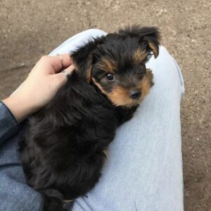 Yorkie Puppies for Sale Brick New Jersey