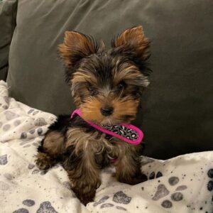 Yorkie Puppies for Sale Raleigh North Carolina