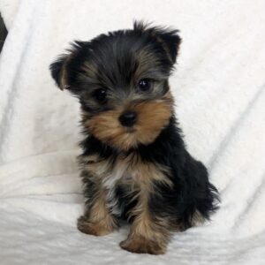 Yorkie Puppies for Sale Huntington Beach California