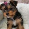 Yorkie Puppies for Sale Old Bridge New Jersey