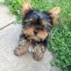 Yorkie Puppies for Sale Fresno Florida