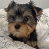 Yorkie Puppies for Sale Jacksonville North Carolina