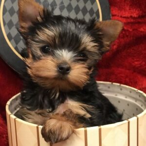 Yorkie Puppies for Sale San Diego Florida