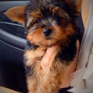 Yorkie Puppies for Sale St. Petersburg Florida