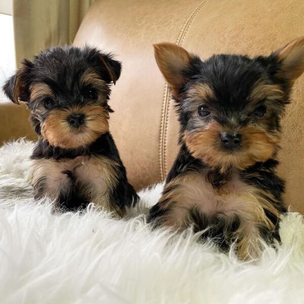 Yorkie Puppies for Sale Jacksonville Florida