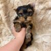 Yorkie Puppies for Sale Palm Bay Florida