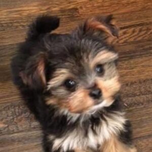 Yorkie Puppies for Sale Gainesville Florida