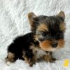 Yorkie Puppies for Sale Pembroke Pines Florida