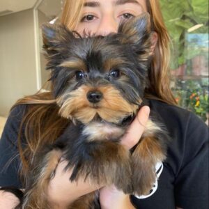 Yorkie Puppies for Sale Wilmington North Carolina