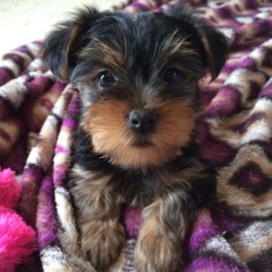 Yorkie Puppies for Sale Oxnard California