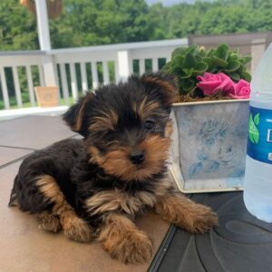 Yorkie Puppies for Sale Lehigh Acres Florida