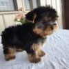 Yorkie Puppies for Sale Charlotte North Carolina