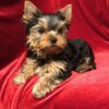 Yorkie Puppies for Sale Santa Rosa California